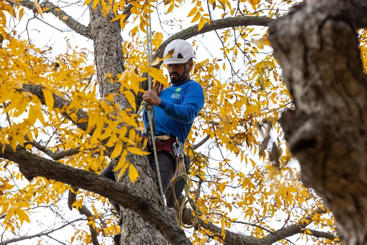 Skilled Tree Pruning crew working in Offerle